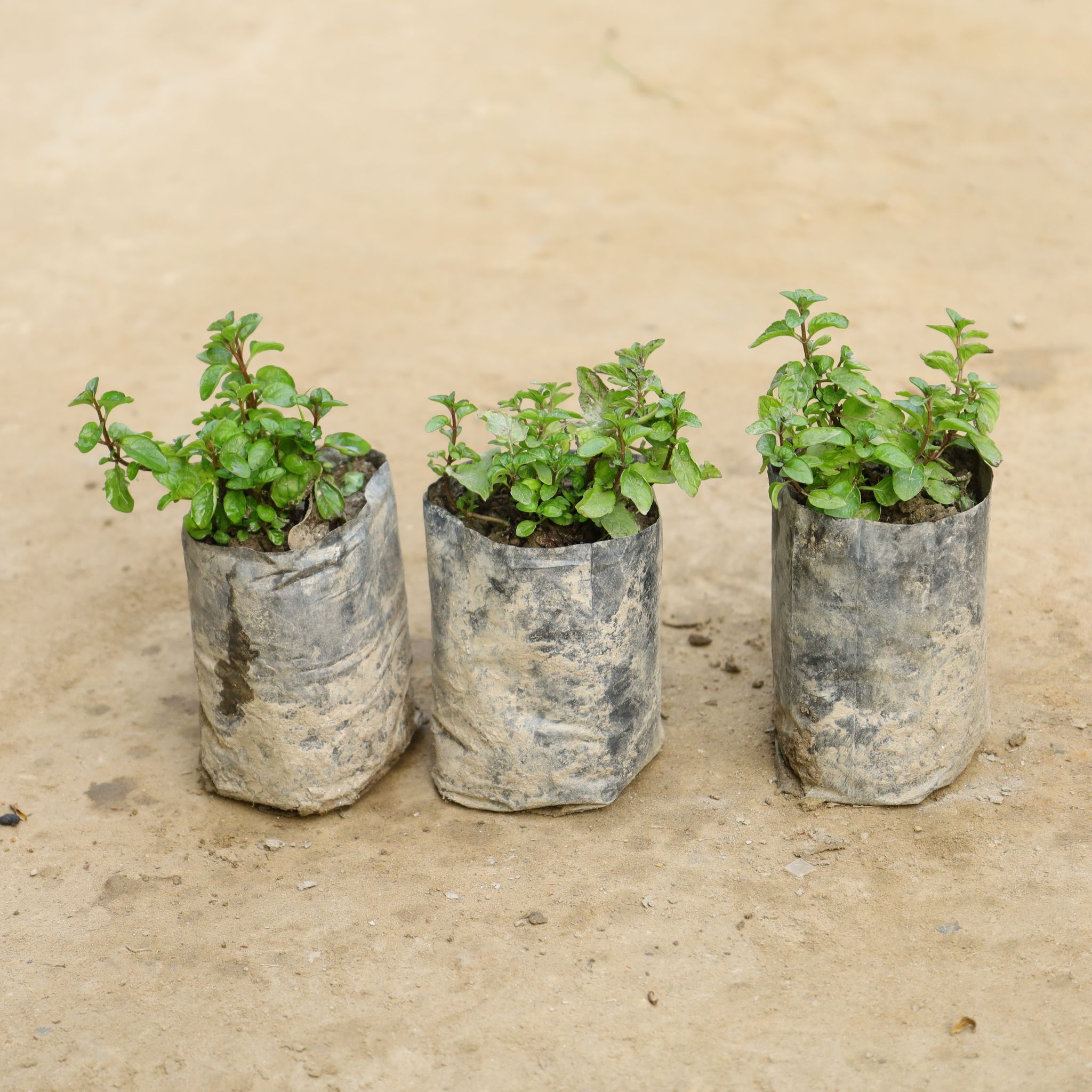 Set of 3 - Mint / Pudina in 4 Inch Nursery Bag