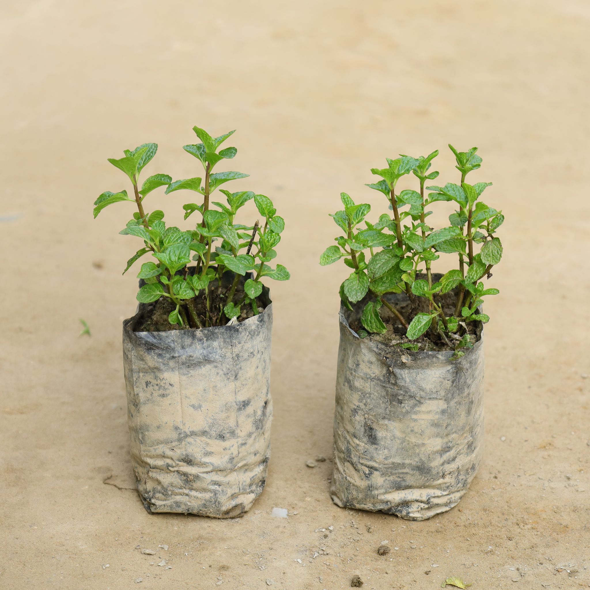 Set of 2 - Mint / Pudina in 4 Inch Nursery Bag