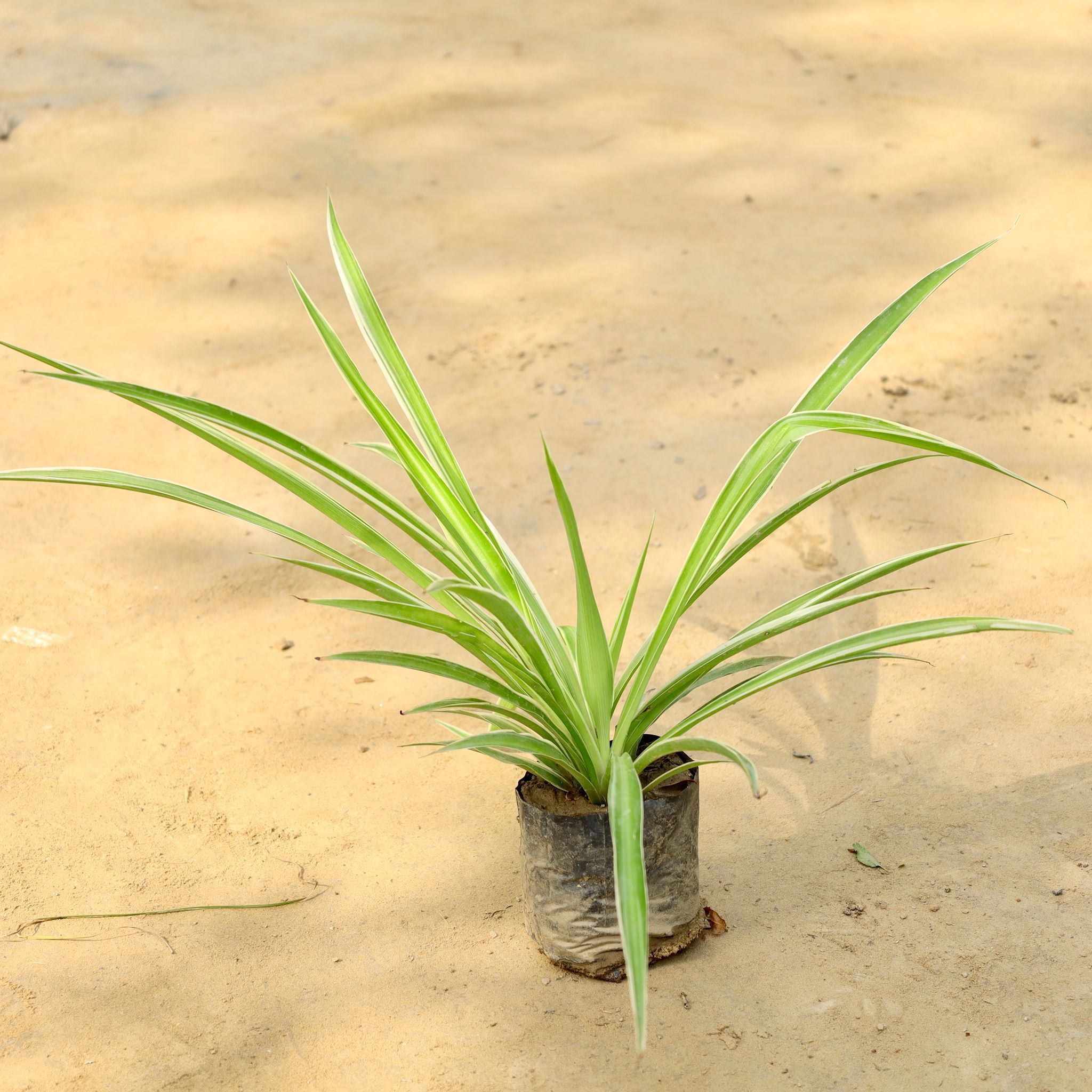 Air Purifier Spider Plant in 4 Inch Nursery Bag