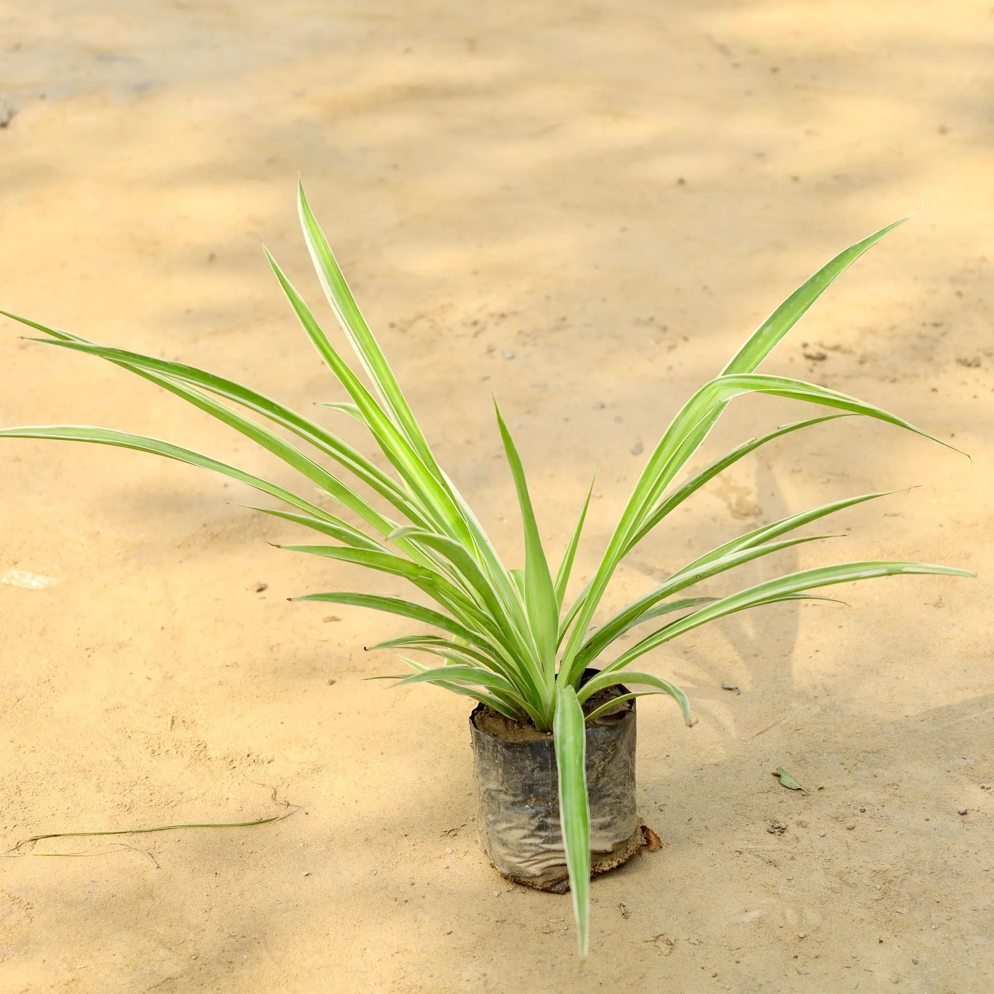 Air Purifier Spider Plant in 4 Inch Nursery Bag