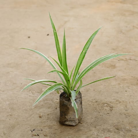 Air Purifier Spider Plant in 4 Inch Nursery Bag