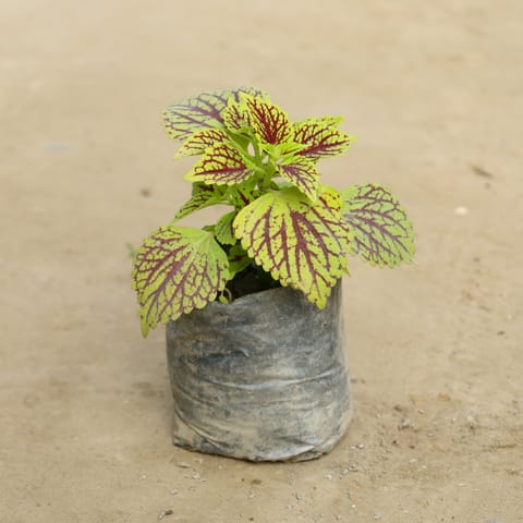 Coleus (Any Colour) in 4 Inch Nursery Bag
