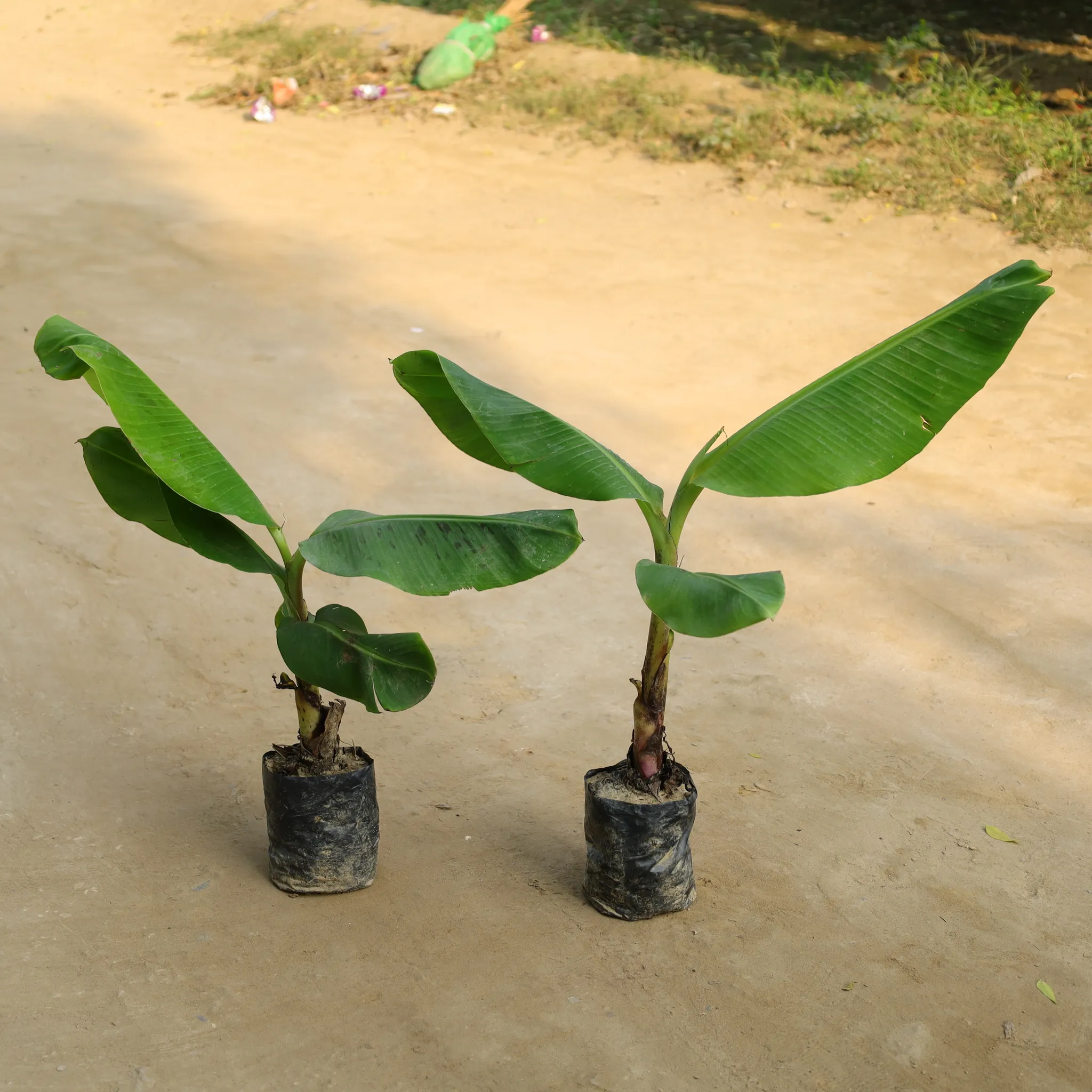 Set of 2 - Banana Plant in 7 Inch Nursery Bag