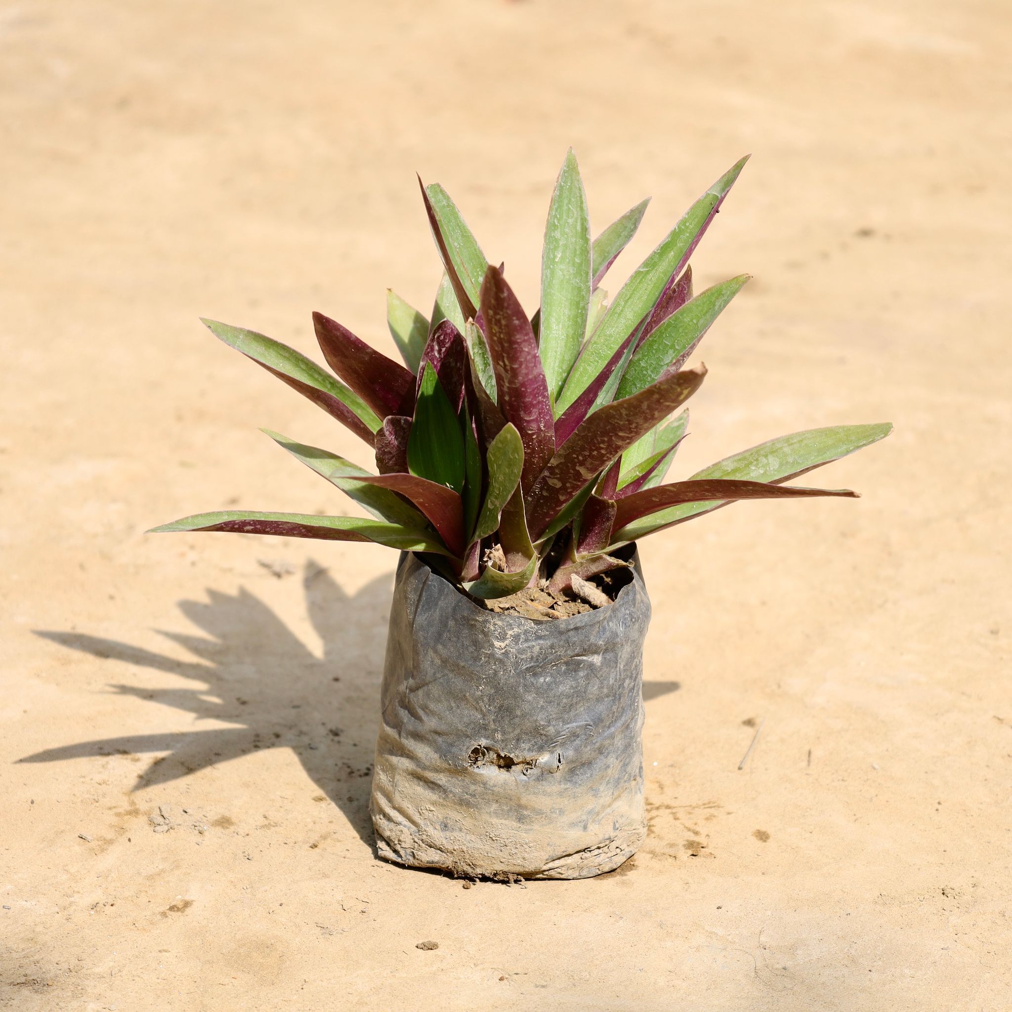 Rhoeo / Durangi in 4 Inch Nursery Bag