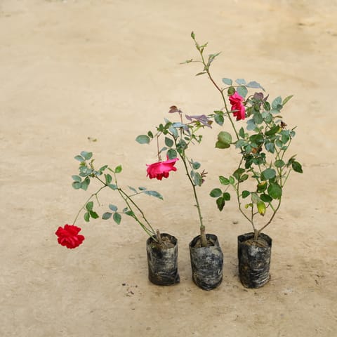 Set of 3 - Desi Gulab / Rose (Any Colour) in 4 Inch Nursery Bag