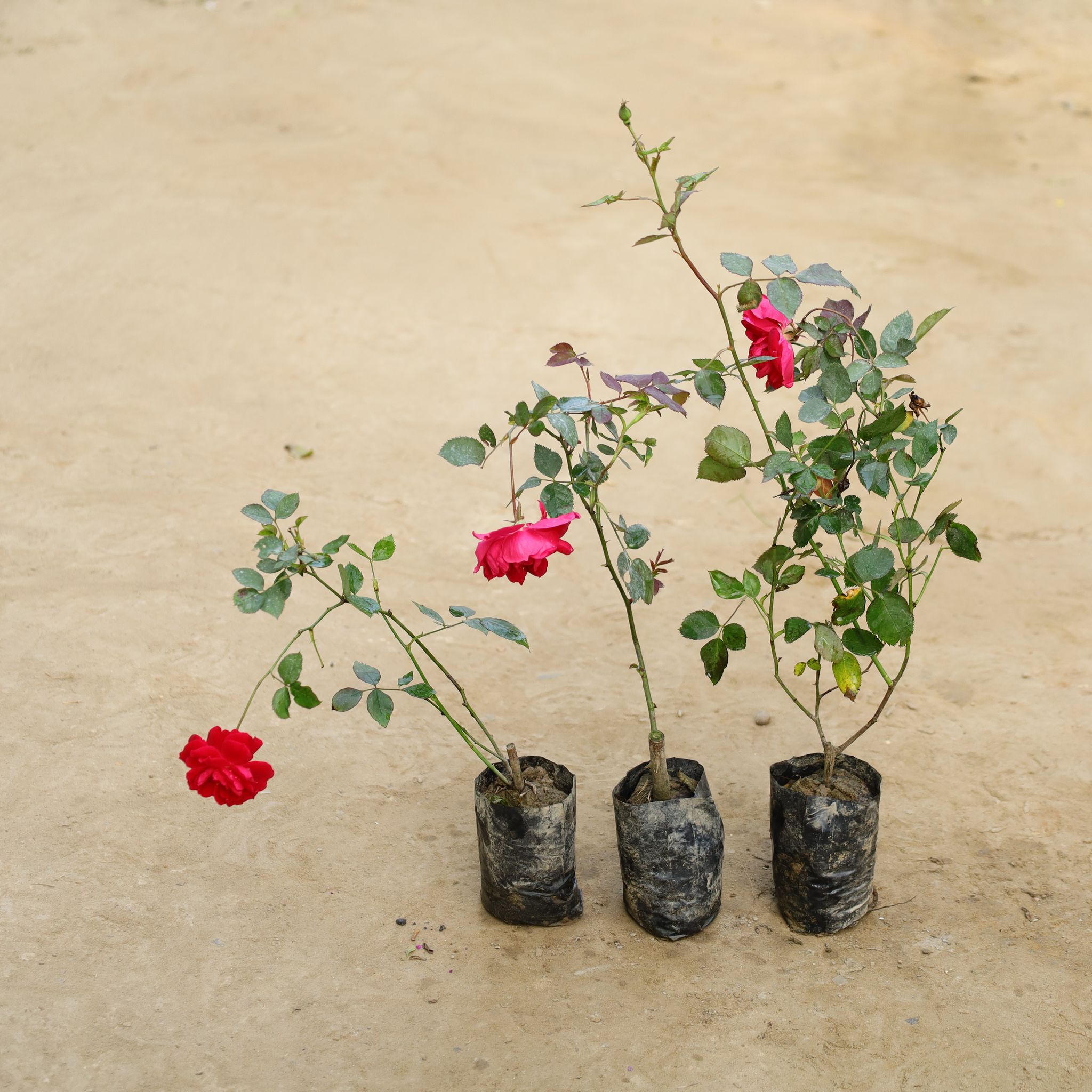 Set of 3 - Desi Gulab / Rose (Any Colour) in 4 Inch Nursery Bag