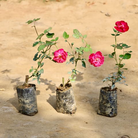 Set of 3 - Desi Gulab / Rose (Any Colour) in 4 Inch Nursery Bag