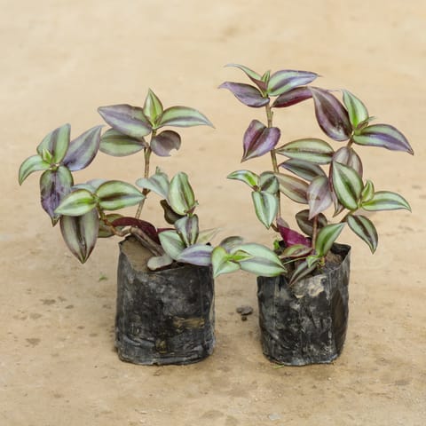 Set of 2 - Wandering Jew in 4 Inch Nursery Bag