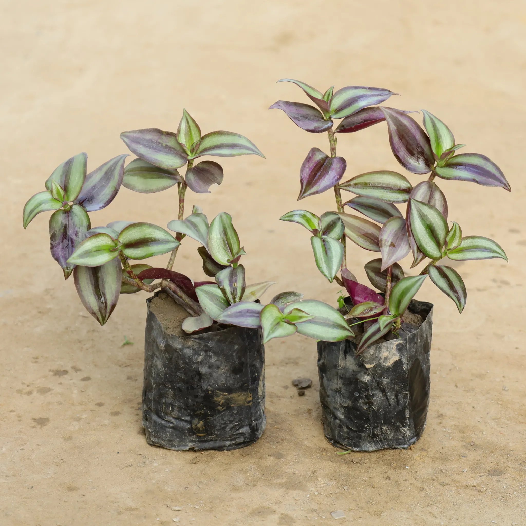 Set of 2 - Wandering Jew in 4 Inch Nursery Bag