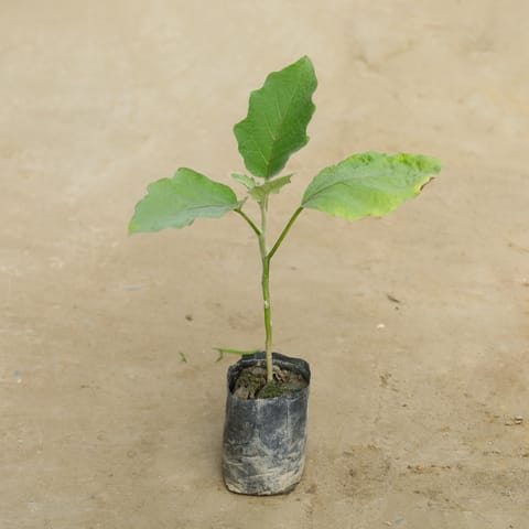 Brinjal / Baigan Plant in 4 Inch Nursery Bag