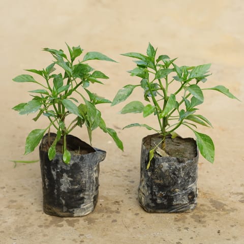 Set of 2 - Green Chilli in 4 Inch Nursery bag