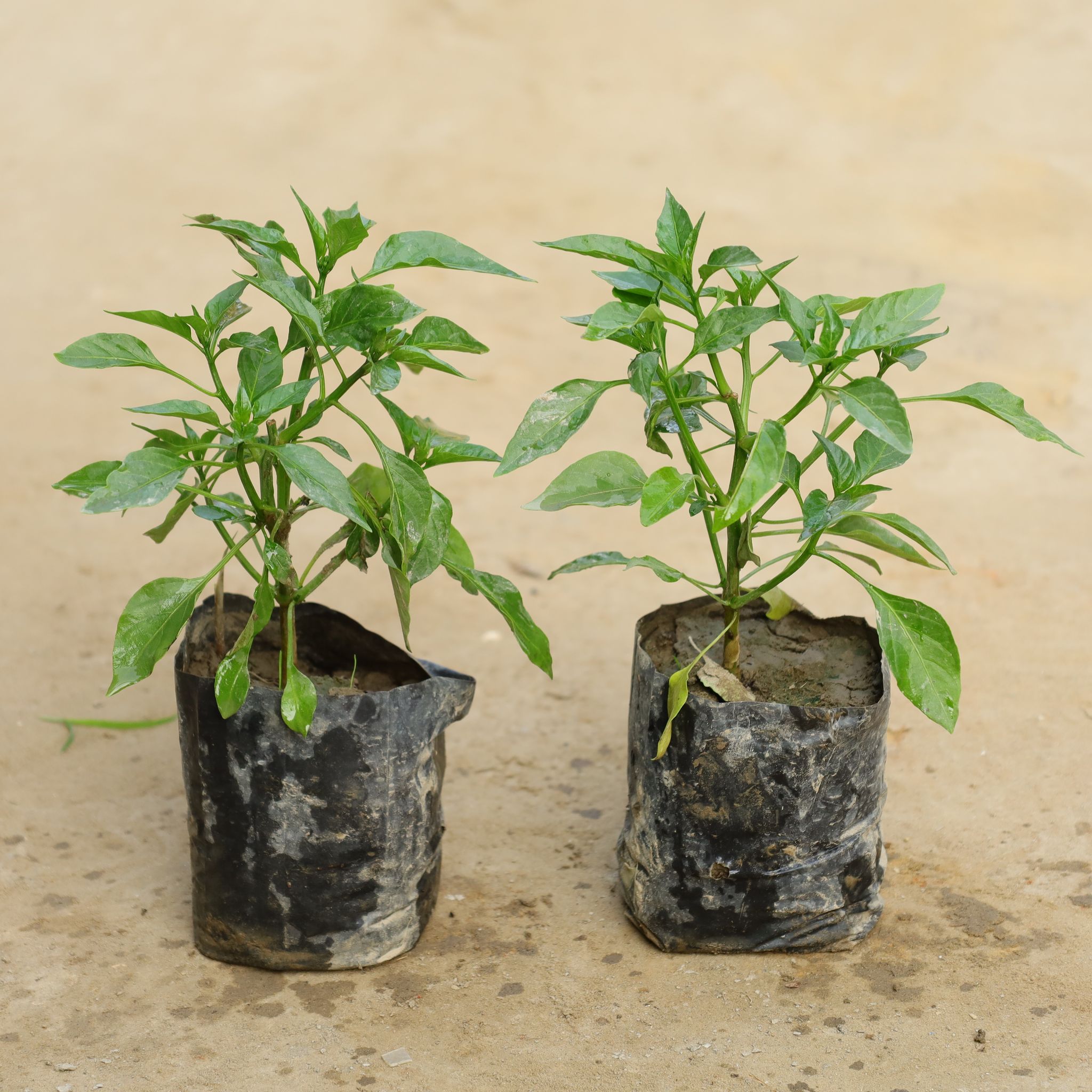 Set of 2 - Green Chilli in 4 Inch Nursery bag
