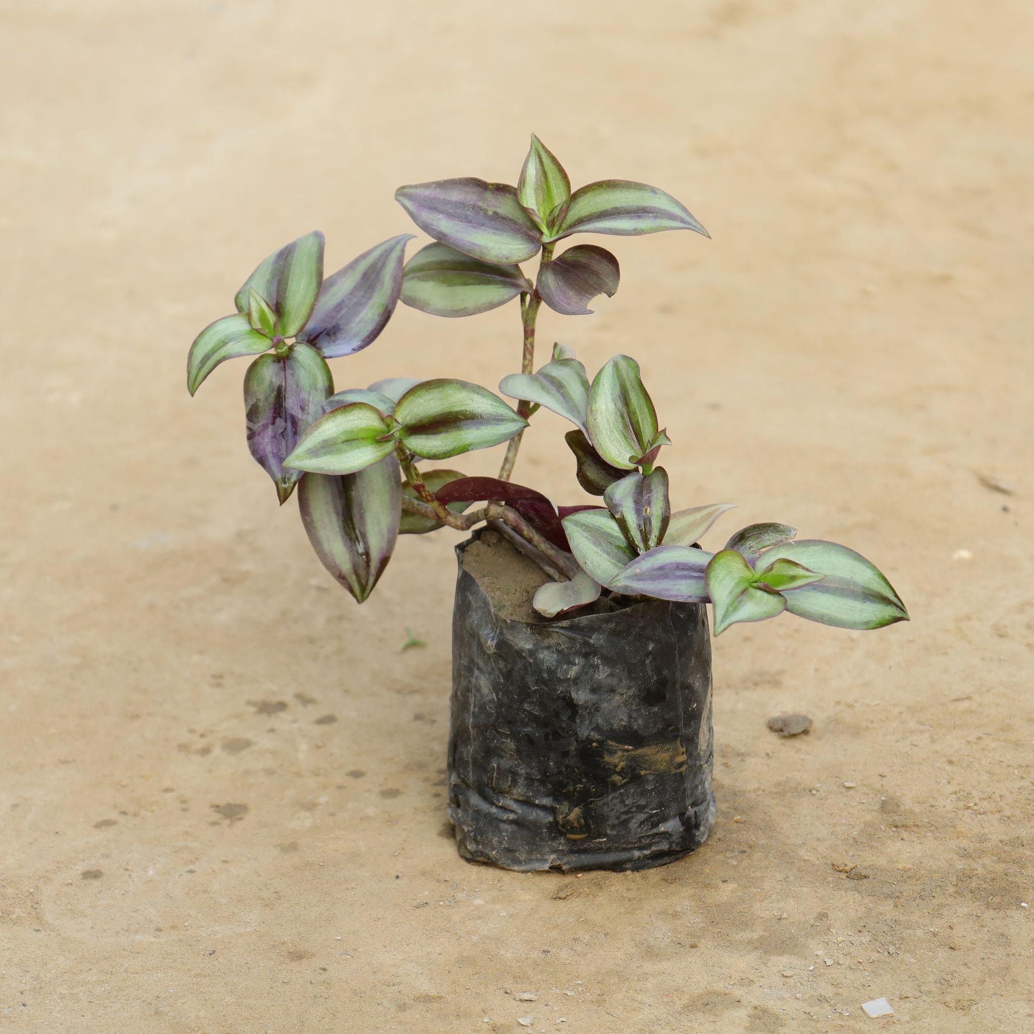 Wandering Jew in 4 Inch Nursery bag