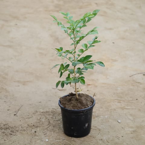 Madhu Kamini (Any Colour) in 6 Inch Nursery Pot