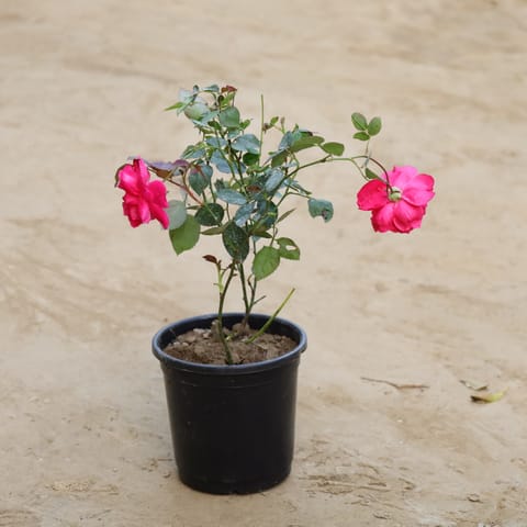 Desi Gulab / Rose (Any colour) in 6 Inch Nursery Pot