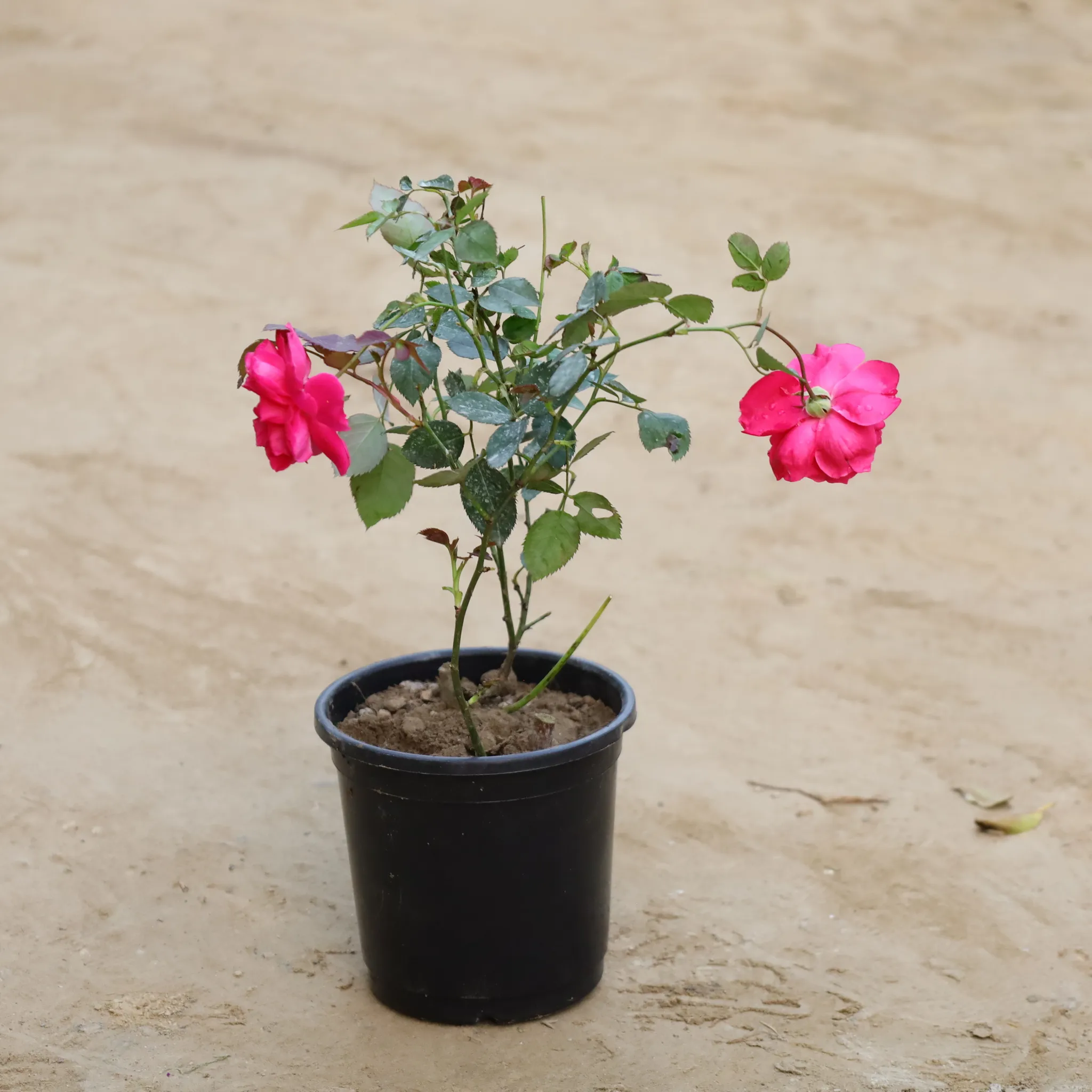Desi Gulab / Rose (Any colour) in 6 Inch Nursery Pot