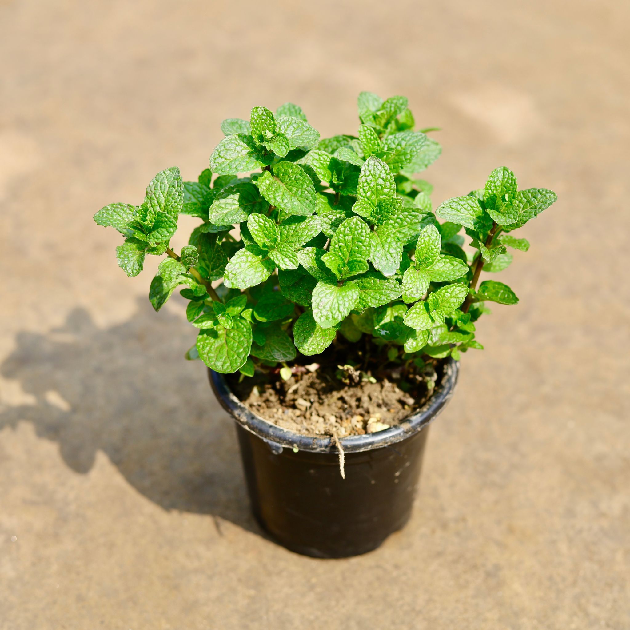 Mint / Pudina in 4 Inch Nursery Pot