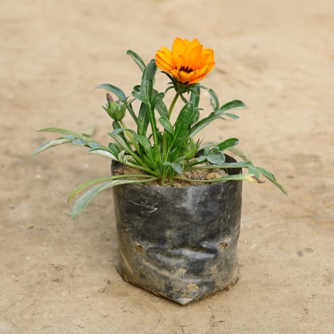 Gazania (Any Colour) in 4 Inch Nursery bag