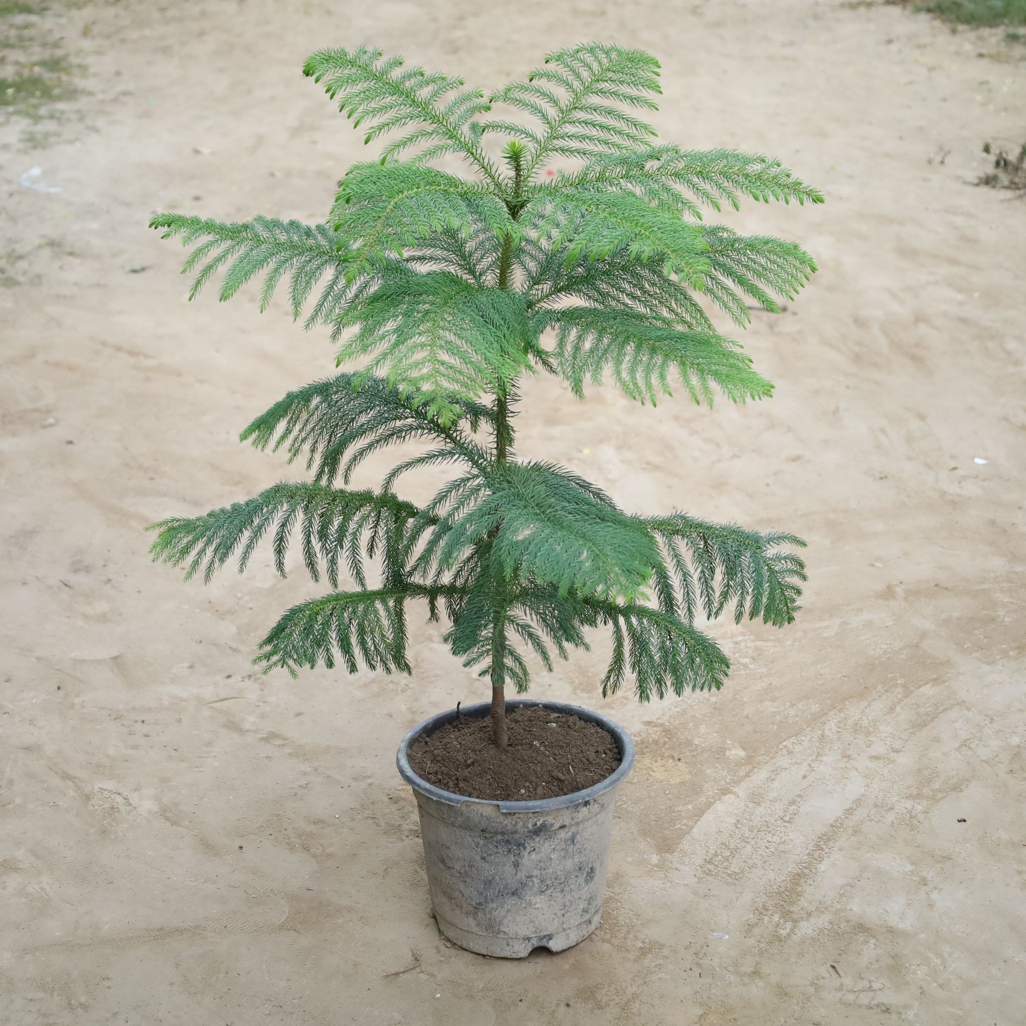 Araucaria / Christmas Tree in 8 Inch Nursery Pot
