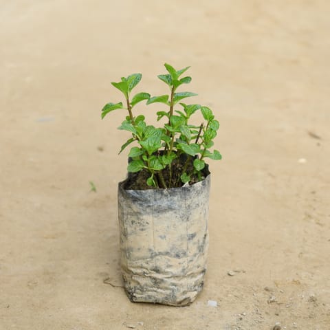 Mint / Pudina in 4 Inch Nursery Bag