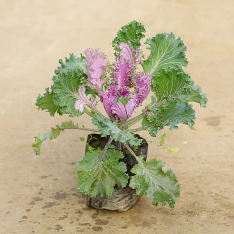 Kale in 4 Inch Nursery Bag