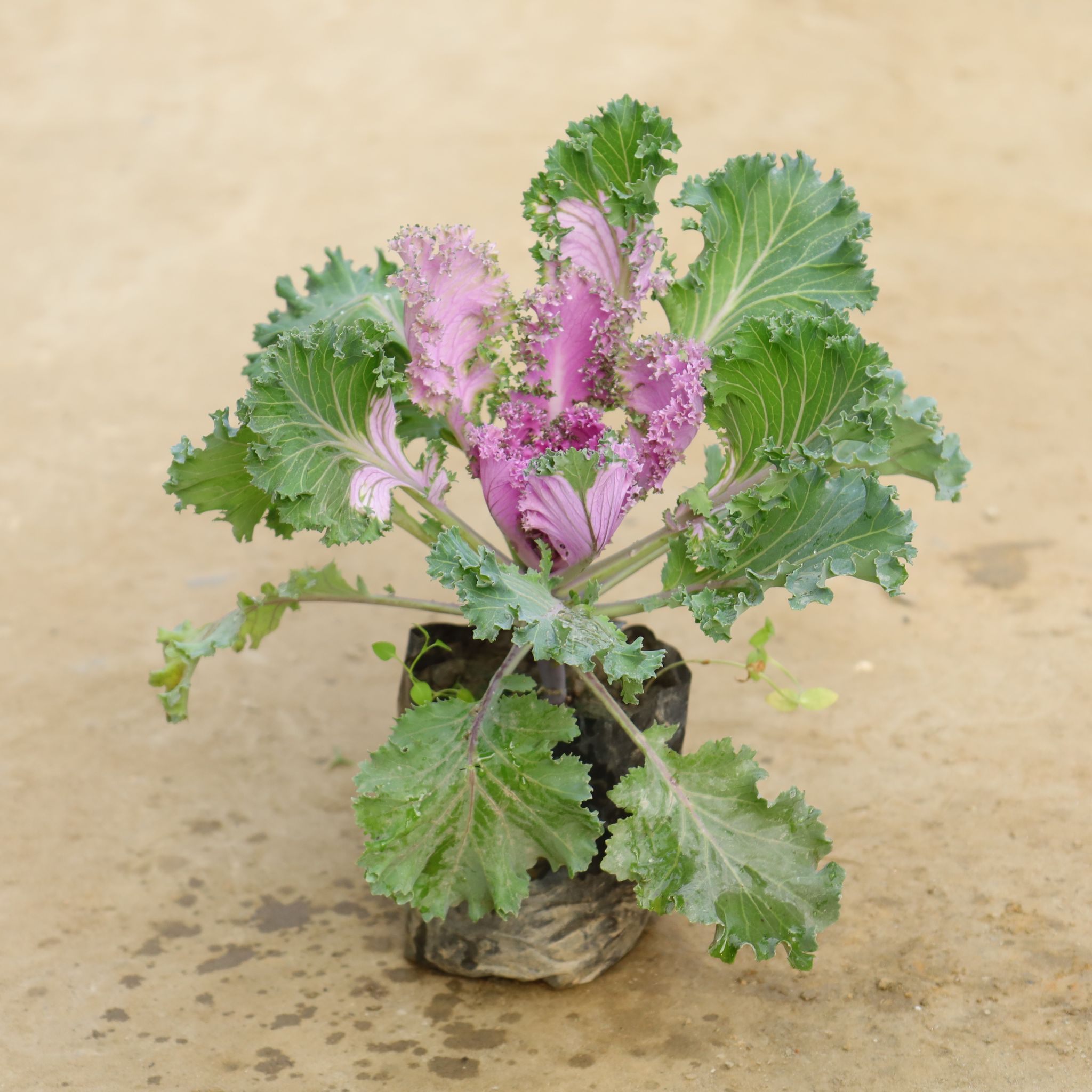 Kale in 4 Inch Nursery Bag
