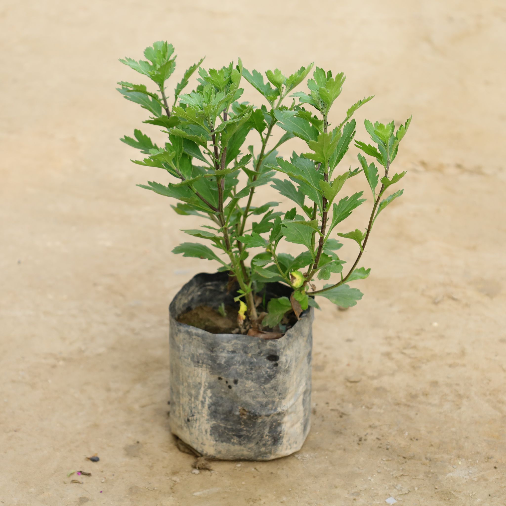 Chrysanthemum / Guldaudi / Guldawari Bushy (Any Colour) in 7 Inch Nursery bag