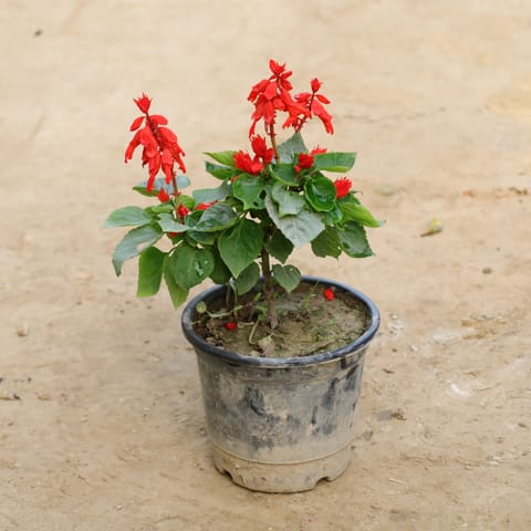 Salvia (Any Colour) in 6 Inch Nursery Pot