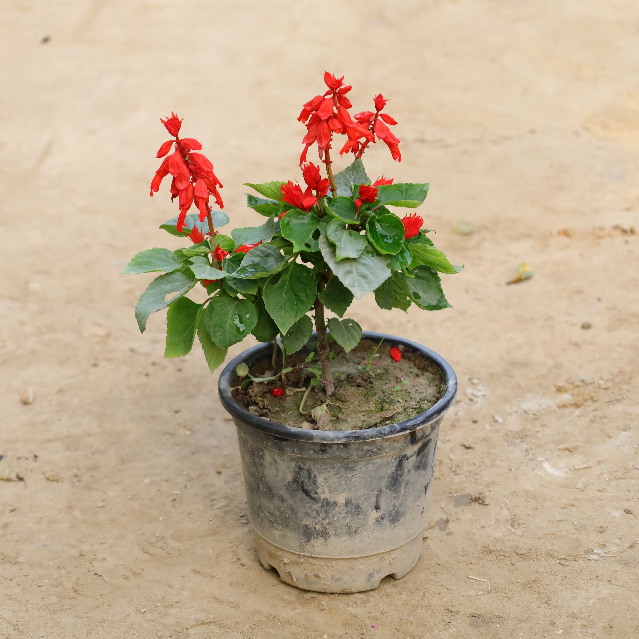 Salvia (Any Colour) in 6 Inch Nursery Pot
