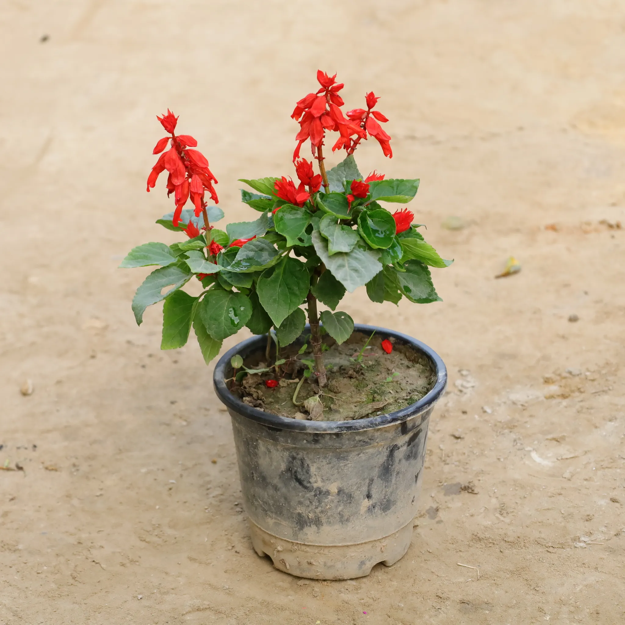 Salvia (Any Colour) in 6 Inch Nursery Pot