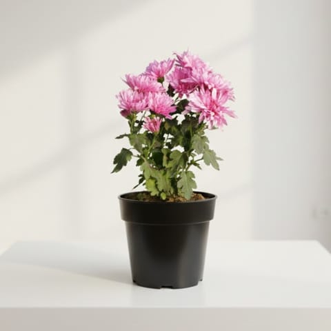 Chrysanthemum / Guldawari (any colour) in 5 Inch Nursery Pot