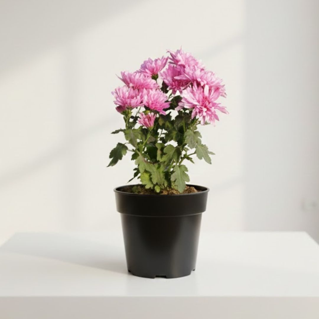 Chrysanthemum / Guldawari (any colour) in 5 Inch Nursery Pot