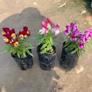 Set of 3 - Dog Flower / Swanmukh (any colour) in 4 Inch Nursery Bag
