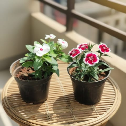 Set of 2 - Periwinkle & Dianthus (Any Colour) in 4 Inch Nursery Pot
