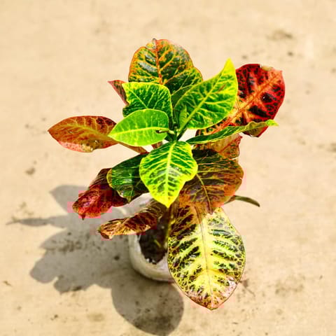 Croton Petra in 4 Inch Nursery pot