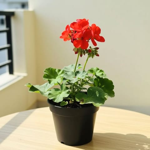 Geranium Red in 4 Inch Nursery Pot