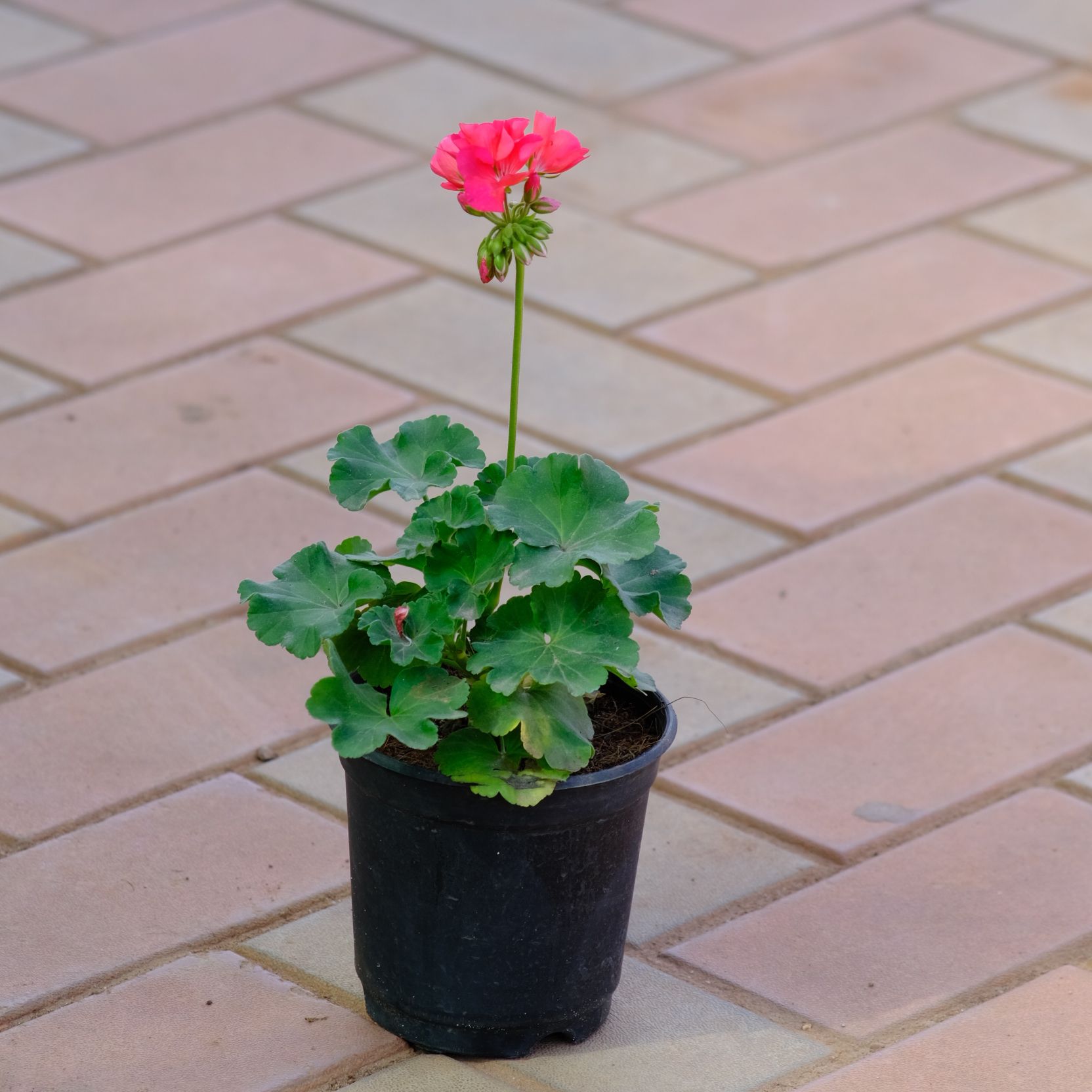Geranium red in 4 Inch Nursery Pot