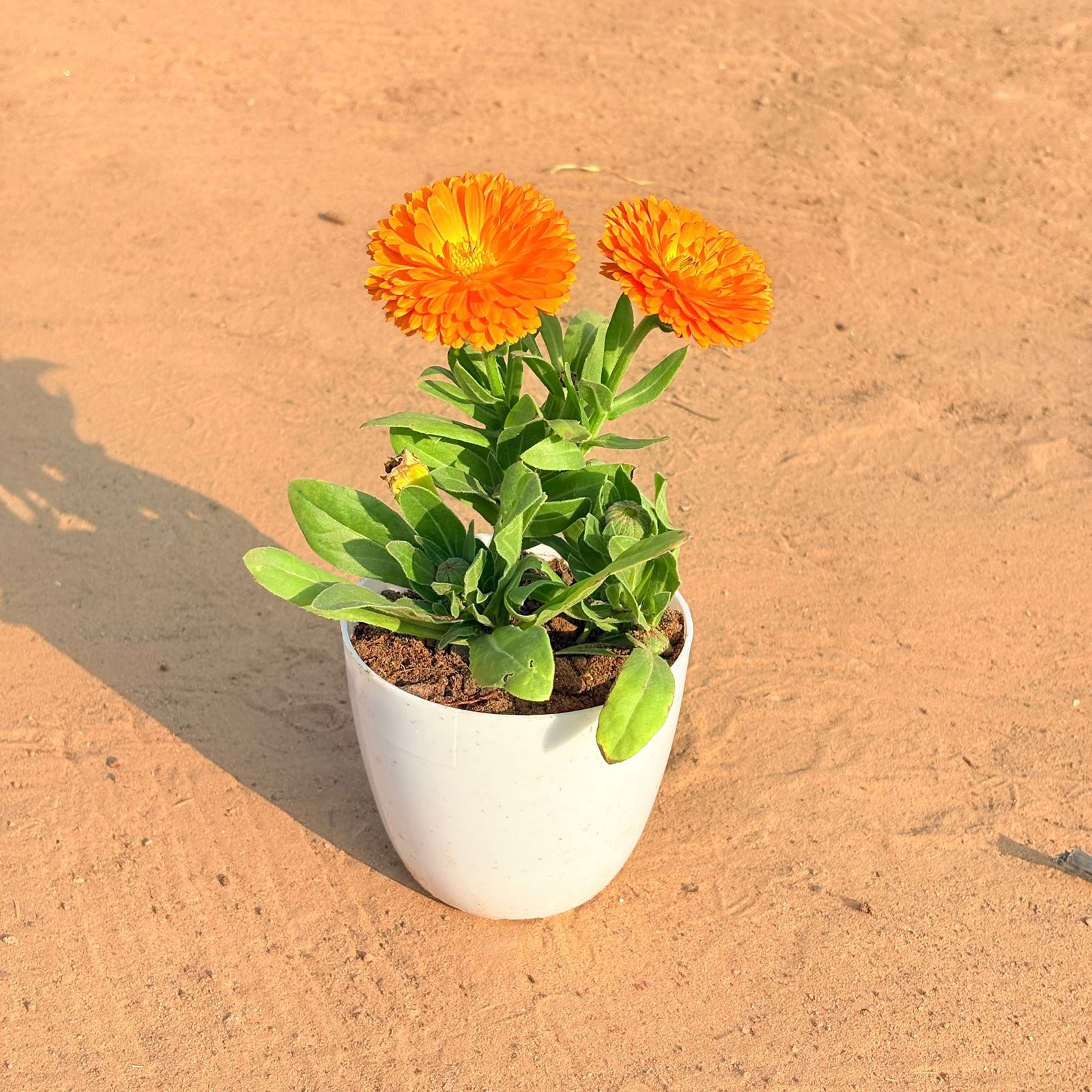 Calendula (any colour) in 4 Inch White Premium Orchid Round Plastic Pot