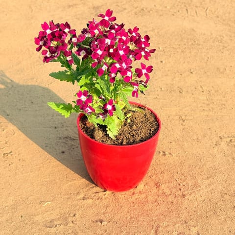 Verbena (any colour) in 4 Inch Red Premium Orchid Round Plastic Pot
