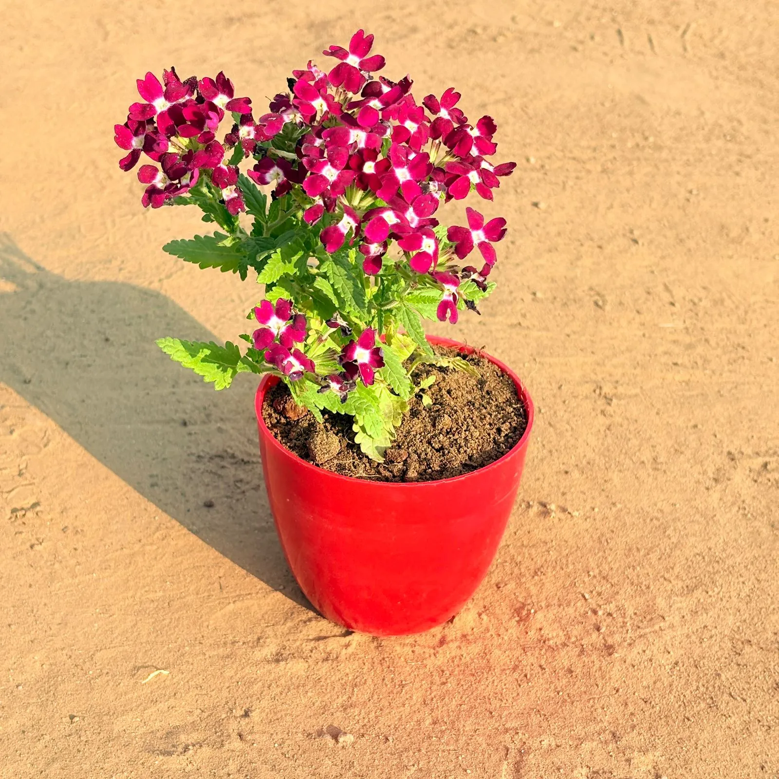 Verbena (any colour) in 4 Inch Red Premium Orchid Round Plastic Pot