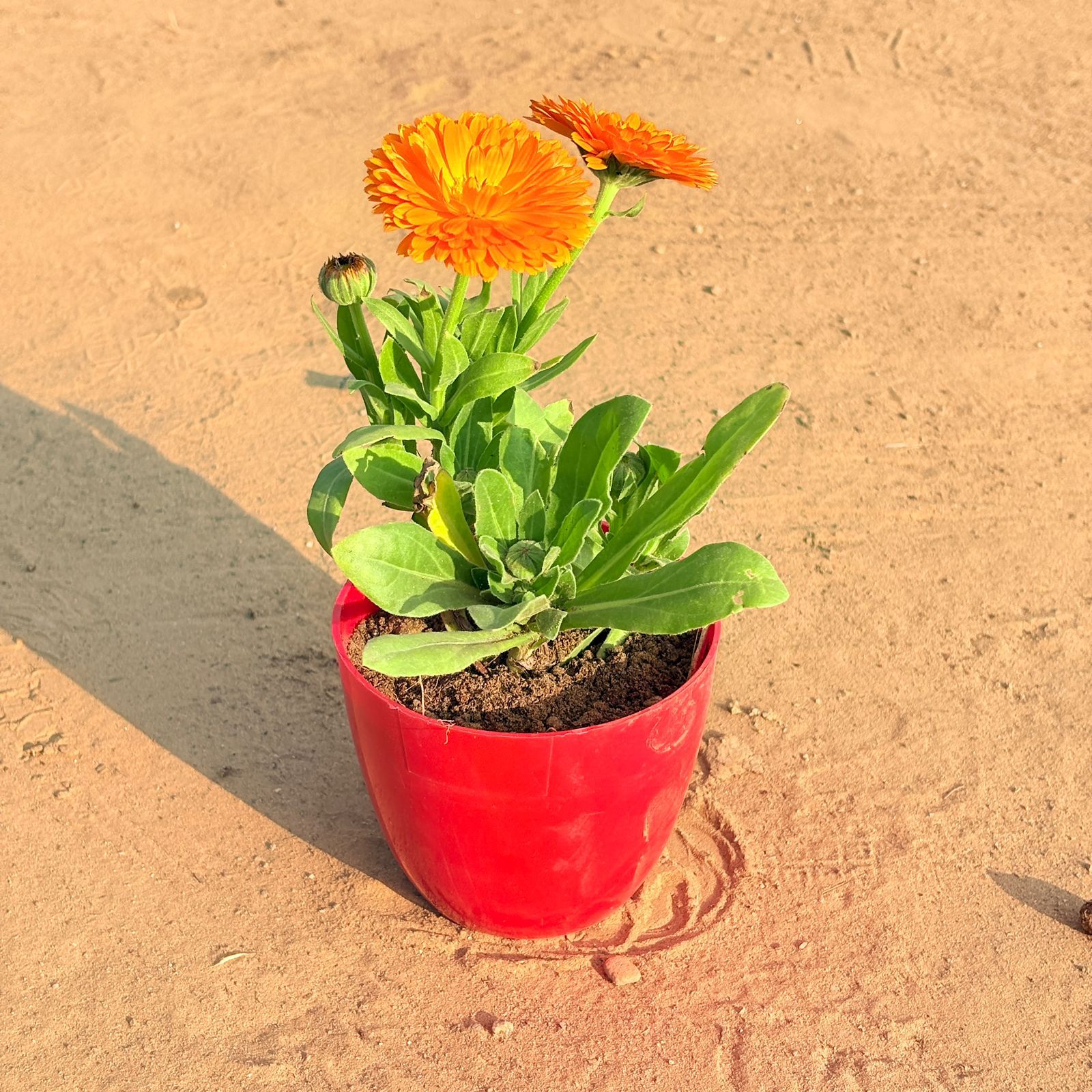 Calendula (any colour) in 4 Inch Red Premium Orchid Round Plastic Pot