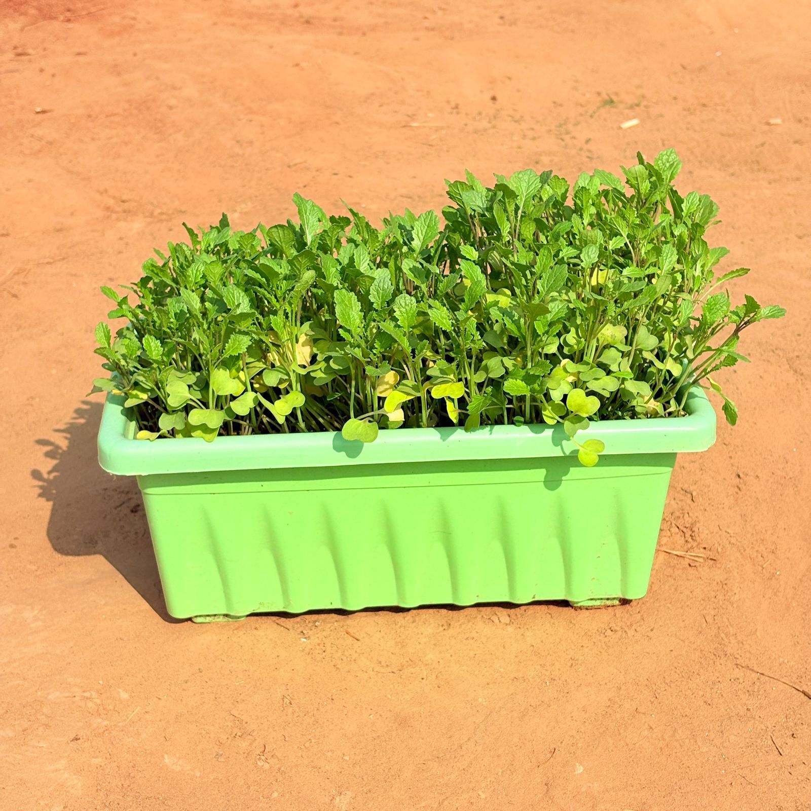 Sarso / Mustard  in 14 Inch Green Premium Jupiter Rectangular Window Planter