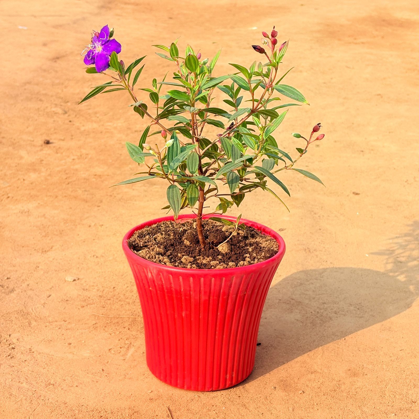 Exotic Princess Flower / Begum Bahar Purple in 8 Inch Red Sunrise Plastic Pot