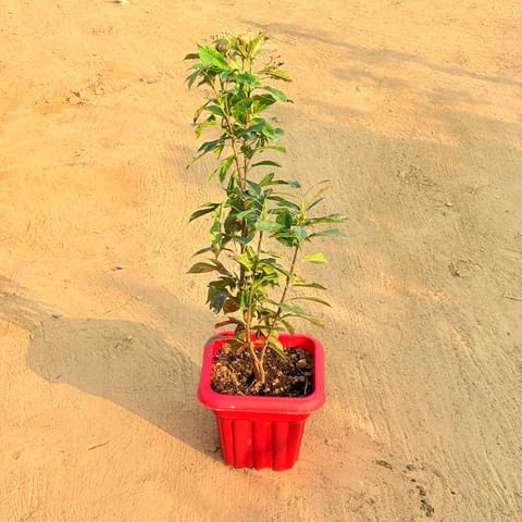 Jatropha / Sunder Rupa (any colour) in 8 Inch Red Heavy Square Plastic Pot