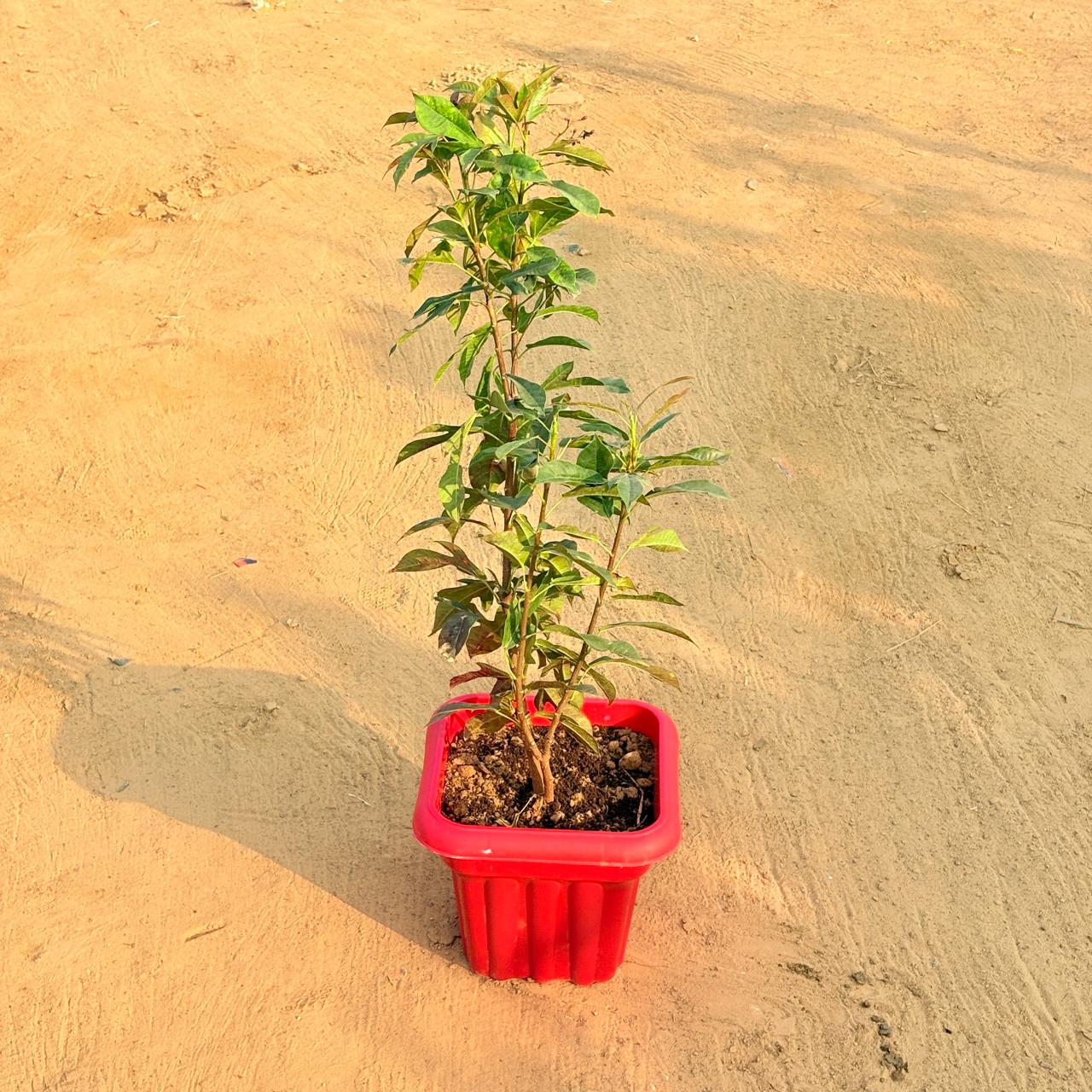 Jatropha / Sunder Rupa (any colour) in 8 Inch Red Heavy Square Plastic Pot