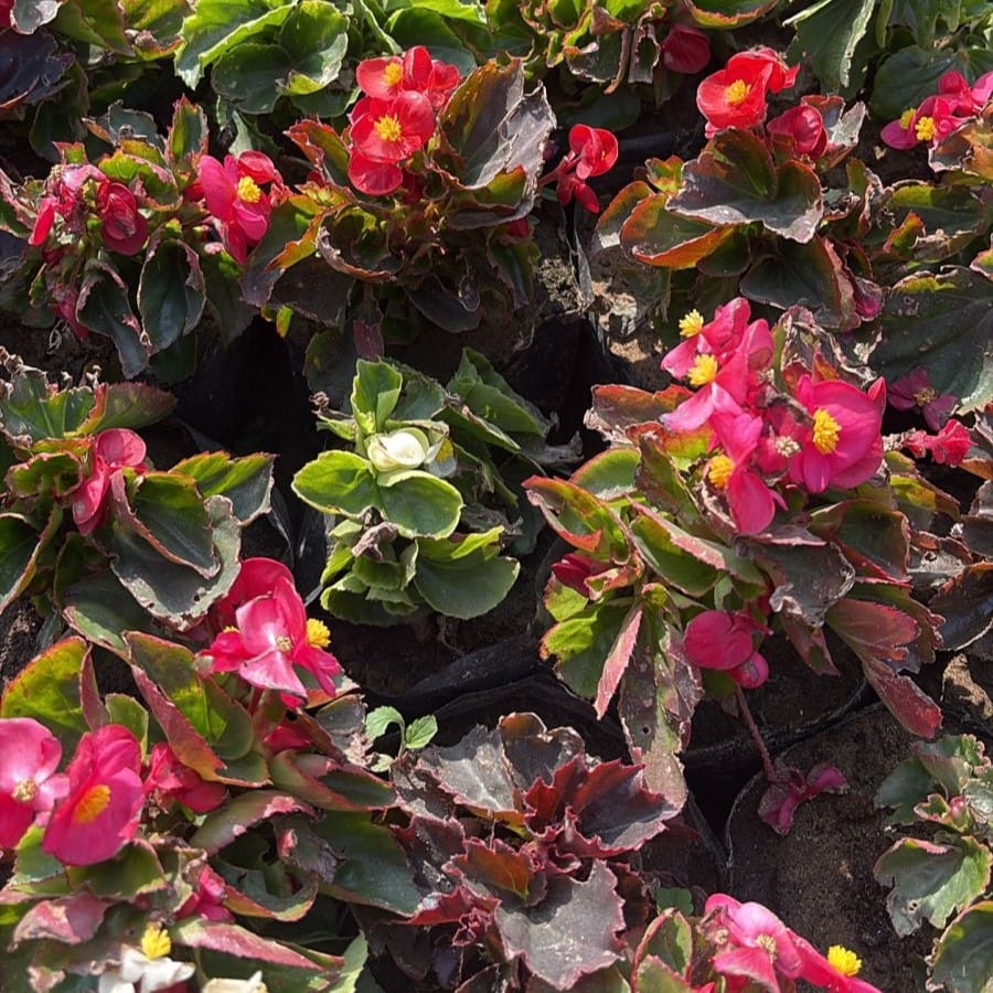 Set Of 3 - Begonia (Any Colour) in 4 Inch Nursery Bag