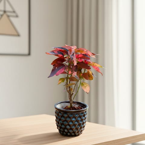 Acalypha Red in 4 Inch Pineapple Designer Ceramic Pot (Any Colour)