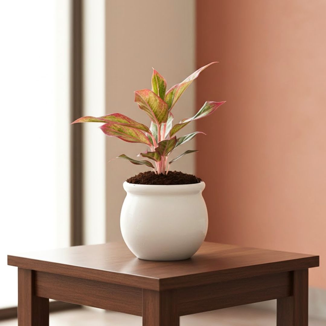 Aglaonema Lipstick in 6 Inch Ceramic Pot (any colour)