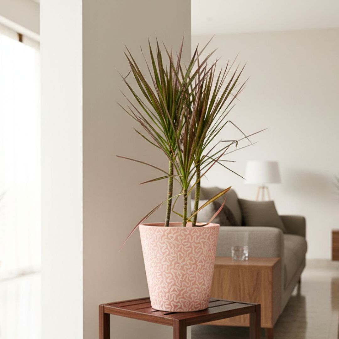 Dracaena Colorama / Marginata Red in 8 Inch Balti Ceramic Pot (any colour) (any design)