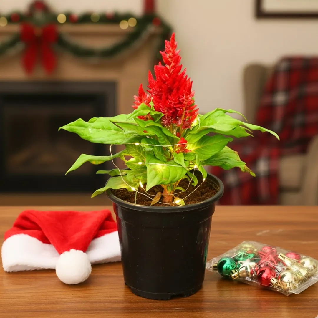 Celosia / Cockscomb Red in 5 Inch Nursery Pot